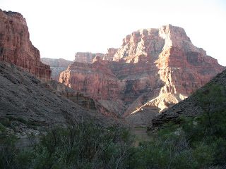 Sunlit red canyon cliffs with foreground shrubs