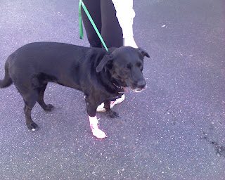 Black dog with pink bandaged front paws