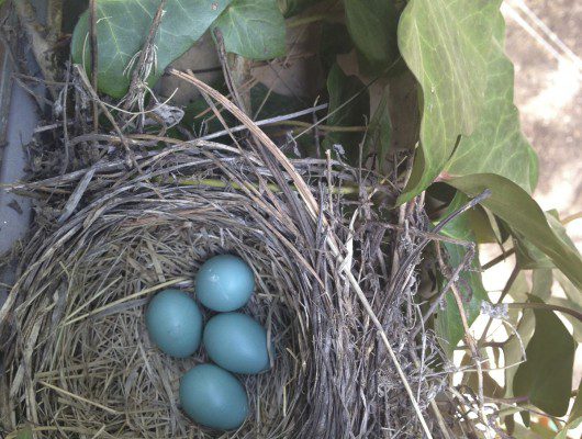 Three blue eggs in a bird nest.