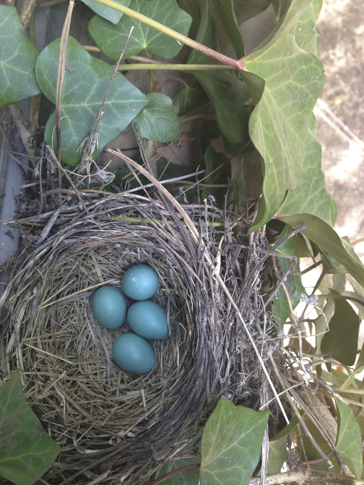 Three blue eggs in a bird nest.